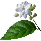 Tinh dầu Hoa Lài - Jasmine oil