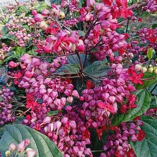 Cây dây leo hoa Ngọc Nữ hoa màu đỏ - Chiều cao 30-40cm - Trang Flowers