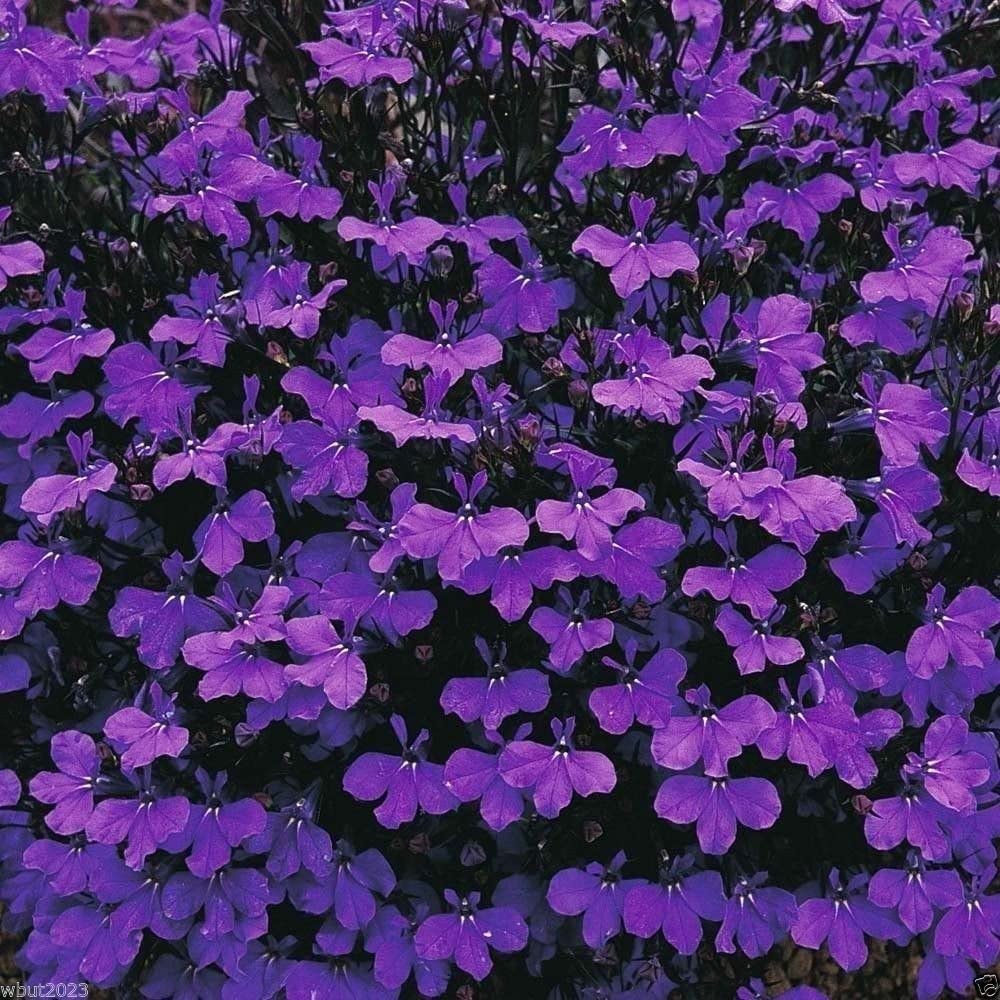 Lobelia Crystal Palace, Hạt GIỐNG HOA CÚC - Hoa đậm, màu xanh đậm (50 Hạt)