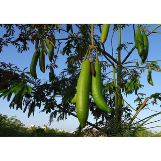 Hạt giống cây bông gòn - túi 100gram