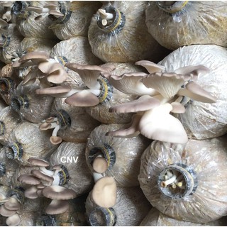 Bịch phôi nấm bào ngư xám trồng tại nhà trọng lượng 1,2kg