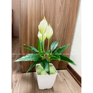 cây lan ý 50cm - cây giả decor