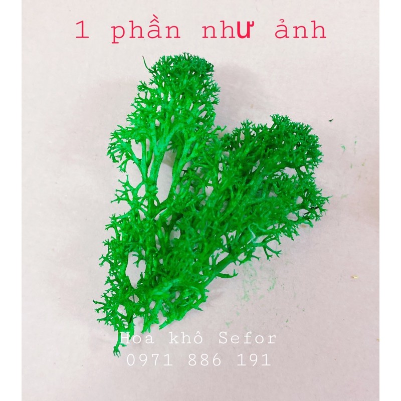 Rêu tuần lộc-Reindeer moss Decoration làm đồ handmade, trang trí resin