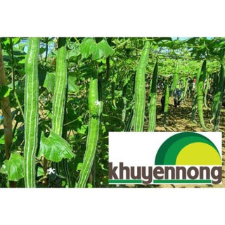 5 Hạt giống quả lặc lè sai quả ( mướp mèo- nắc nẻ- lặc lày- mướp nhật)