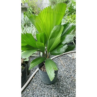 Cây Kẹ Nhật ( Cây Cọ Nhật)