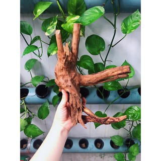 LŨA TRANG TRÍ SET UP HỒ NUÔI ỐC MƯỢN HỒN
