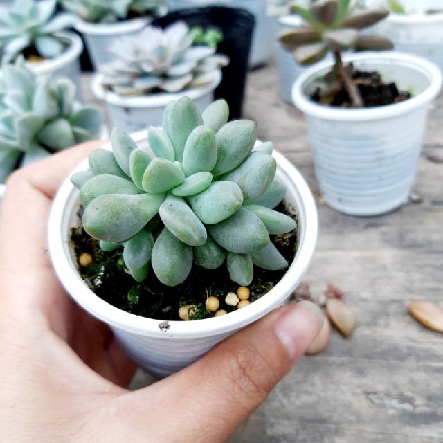 Sen đá giọt lệ