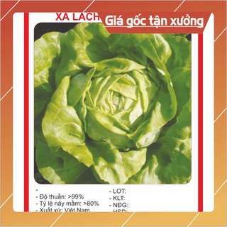 Hạt giống xà lách đăm cao sản 2gr hạt giống