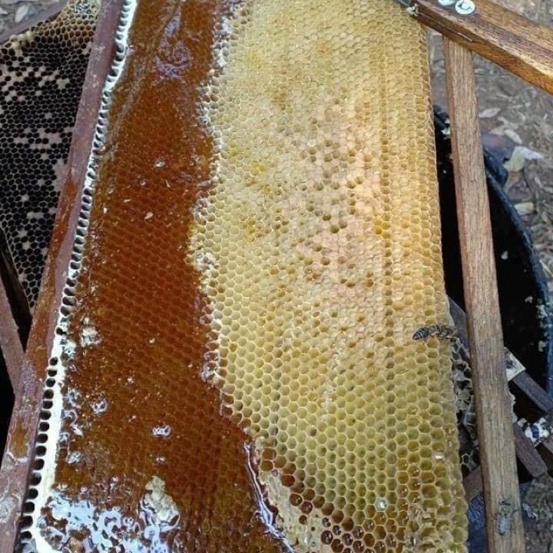 Mật ông hoa cà phê nguyên chất daklak