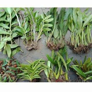 1 Thùng 2,5kg combo 13 loại lan rừng chỉ có 200k rẻ nhất shopee tặng xơ dừa ghép lan..