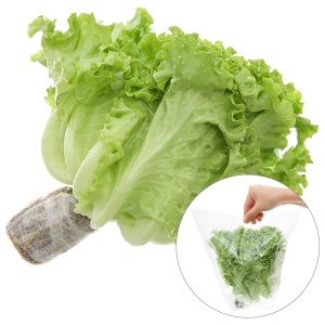 Hạt giống xà lách sanchu