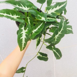 Trầu bà nhung
