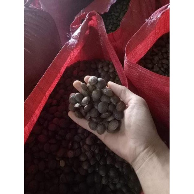 500g Hạt Sachi Sấy