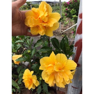 Hoa dâm bụt các màu