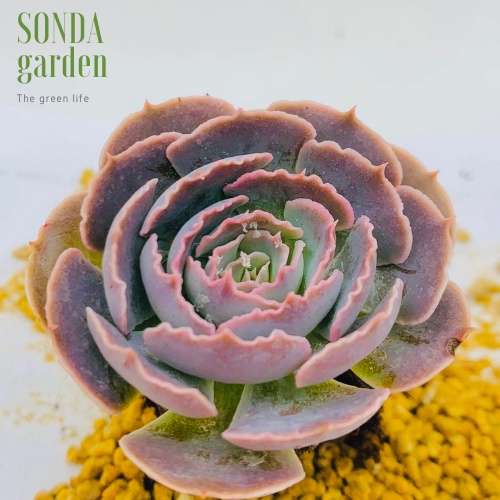 Sen đá bắp cải light purple SONDA GARDEN size mini 2,5-4cm, xuất xứ Đà Lạt, khoẻ đẹp, lỗi 1 đổi 1