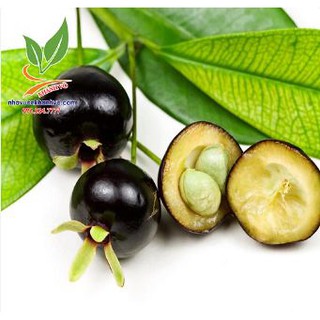 Cây giống Cherry Nhiệt đới 001