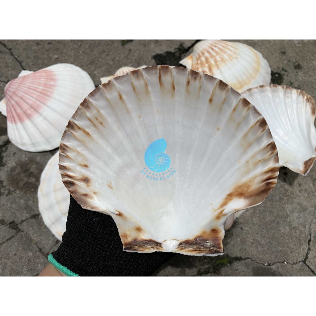 Vỏ Sò Điệp đẹp trang trí bể cá, bàn làm việc, phòng khách, chụp hình, Đế đốt hương trầm..