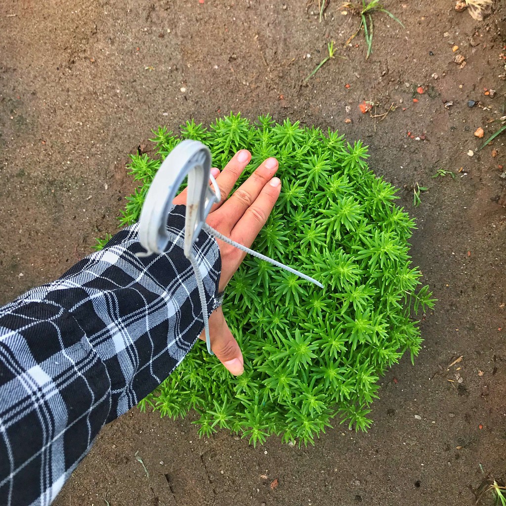 Cây Sao Băng Trồng Chậu Trắng Cành Lá Xum Xuê To Đẹp Cây Khoẻ Dễ Chăm Sóc Trang Trí Ban Công