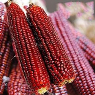 Hạt giống ngô đỏ sokoki