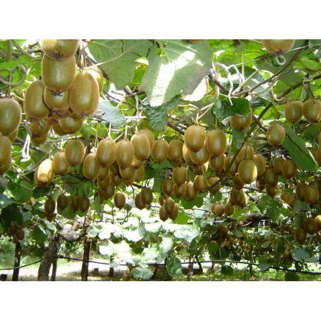 HẠT GIỐNG KIWI F1