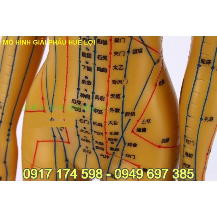 MÔ HÌNH HUYỆT VỊ MÀU ĐỒNG 50CM . MÔ HÌNH HUYỆT VỊ CƠ THỂ NGƯỜI NAM MÀU ĐỒNG