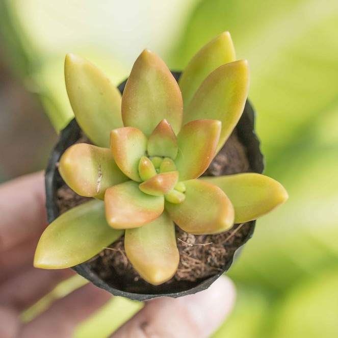 Sen đá vàng 5-7cm - Vườn sen đá