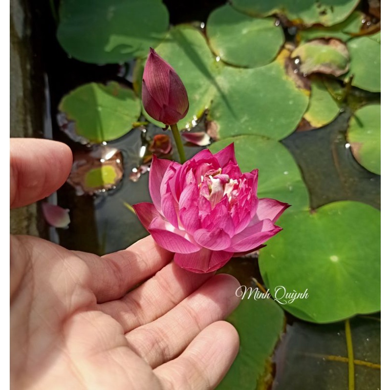 Củ sen mini Little dragon