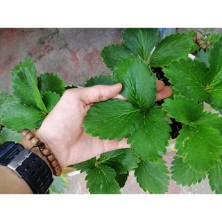 100 gr PHÂN BÓN NPK CHO DÂU TÂY