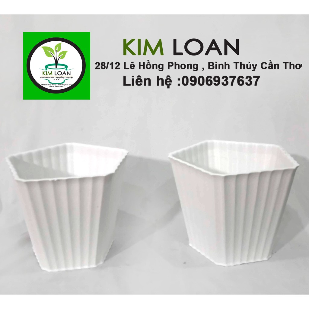 Combo 4 chậu ngũ giác 17x14cm