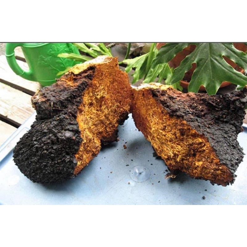 Nấm Chaga hãm trà nhập khẩu Nga