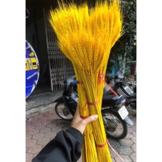 100 Bông Lúa Mạch Khô Decor Trang Trí