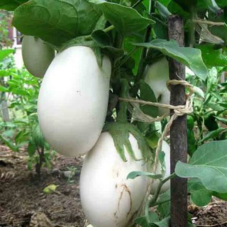 Hạt giống Cà pháo trứng - Gói 40 hạt