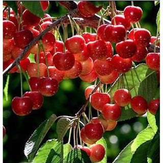 Hạt giống cây ăn trái cherry đỏ {10 hạt + 1 gói kích thích hạt nảy mầm }