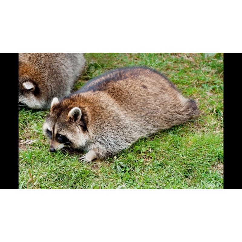 Gấu bông con gấu mèo Raccoon trúc đỏ chồn giống như thật