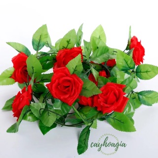 Dây leo hoa hồng trang trí