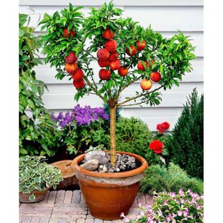 Cây giống lựu lùn Ấn Độ