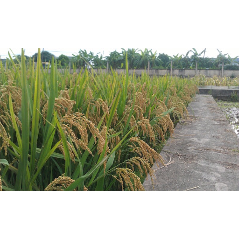 Nếp Cái Hoa Vàng Nguyên Cám Gạo Quê Trồng 100%