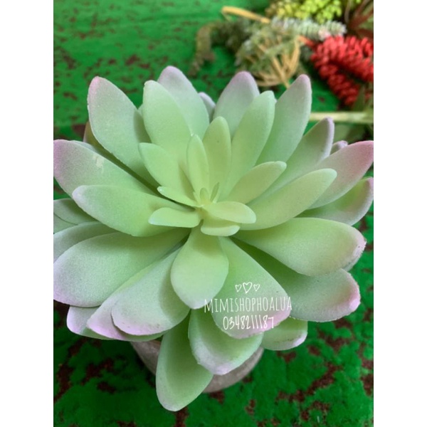 Cây giả- Sen đá -  Xương rồng - Nha Đam - nhiều mẫu- Hoa giả trang trí nhà cửa, decor
