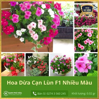 Hạt Giống Hoa Dừa Cạn Rũ FVN 15 Hạt - Dễ Trồng, Tỉ lệ nẩy mầm cao, Chịu nắng mưa, Hoa Màu Đẹp, Dùng Trang Trí