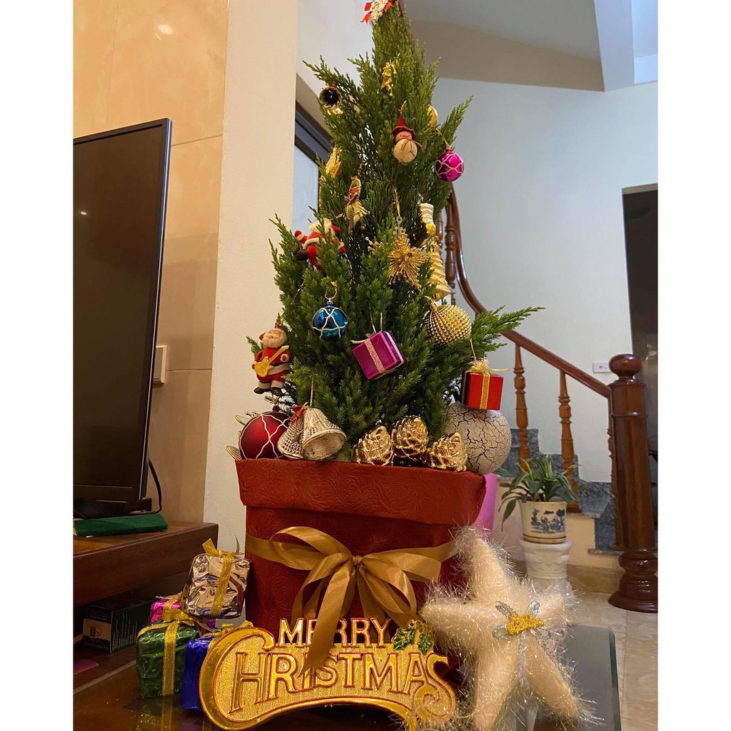Tùng thơm - Quà tặng Noel