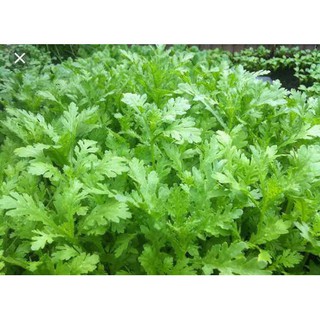 HẠT RAU TẦN Ô CẢI CÚC - GÓI 20 GRAM