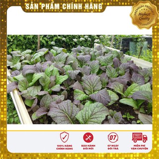 Hạt giống Cải chit