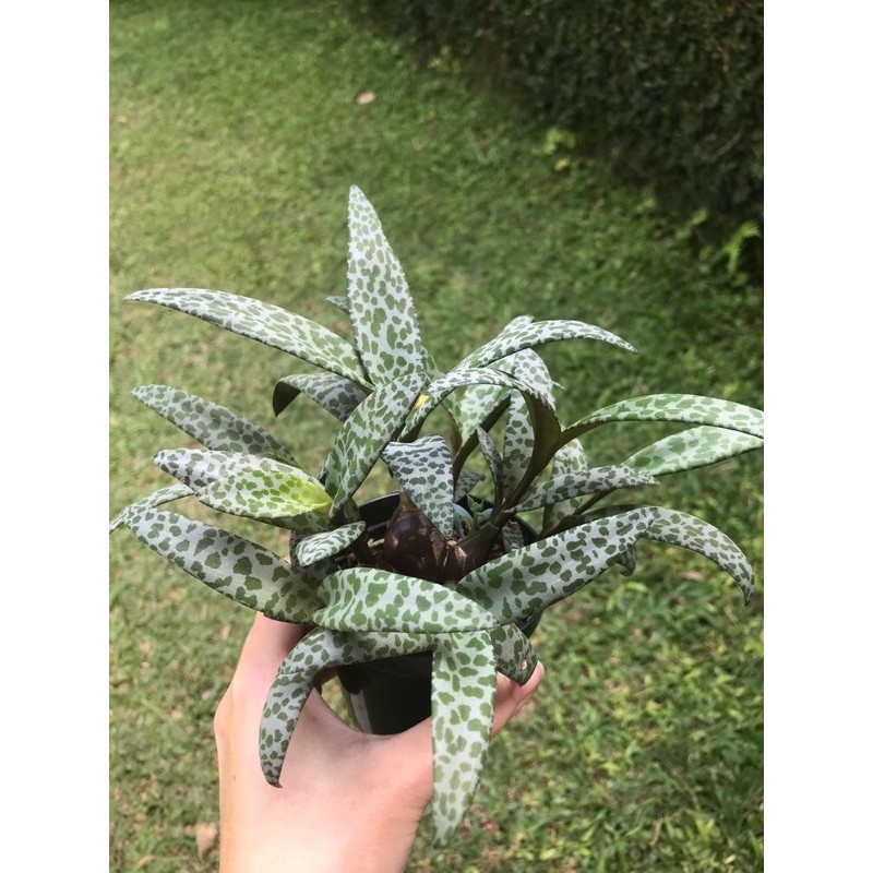 2 cây hồ lô lá đốm