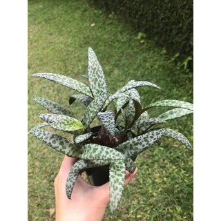 2 cây hồ lô lá đốm