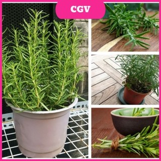 Cây hương thảo, cây được dùng làm gia vị, cây đuổi muỗi, cây được trồng trong chậu ổn định - size trung