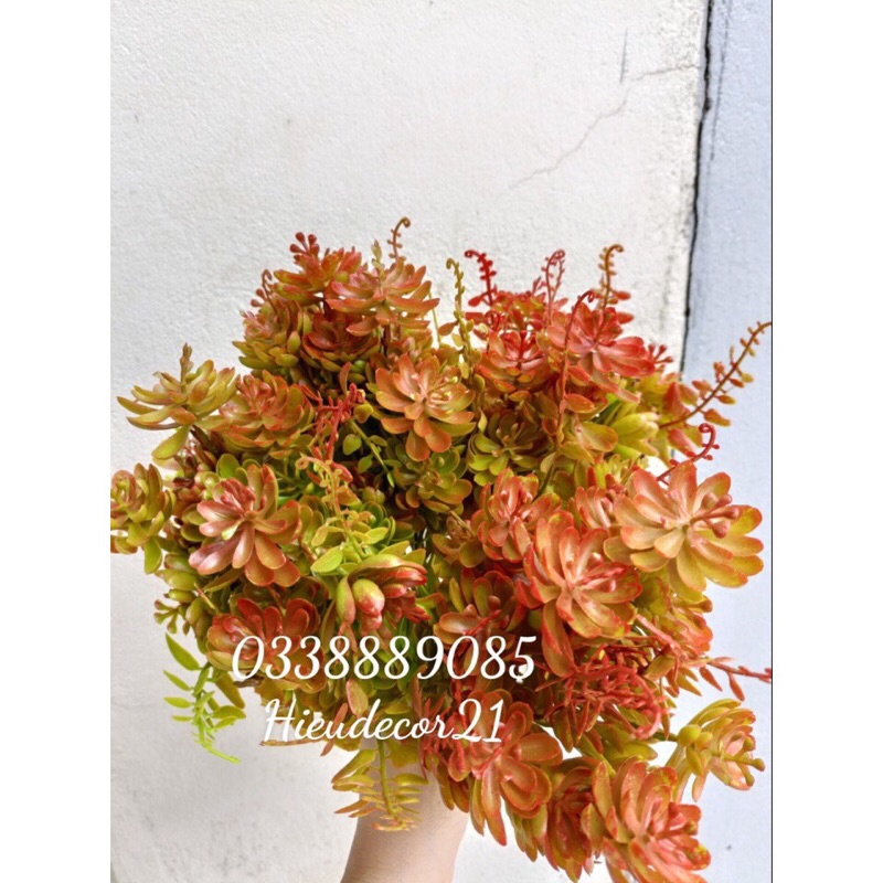 Cụm điểm dương sỉ-hoa đá 7 nhánh,hàng đẹp và sẵn kho ạ