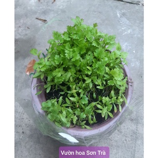 Cây giống rau ngò rí.