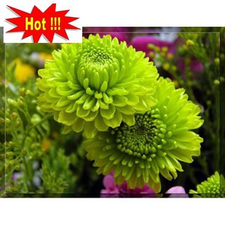 Hạt giống Hoa Cúc Xanh gói 50 hạt