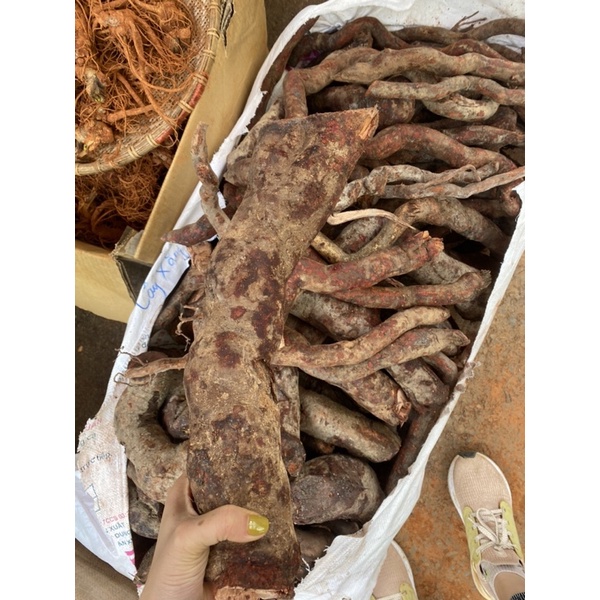 1kg rễ mú từn tươi Lai châu