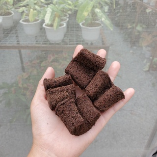 Mút xốp hữu cơ ươm cây tạo độ ẩm ra rễ